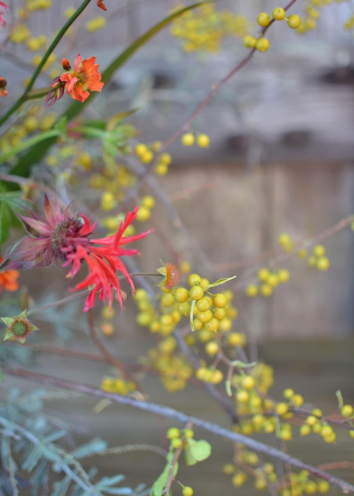Red grevillea bloom among yellow berries and orange blossoms